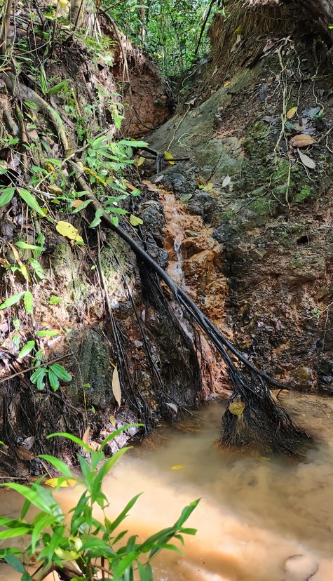 Water flowing into stream in Clementi forest