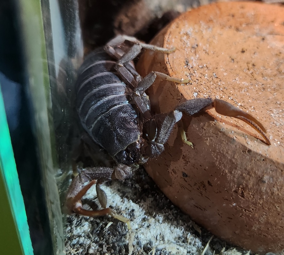 South african fattail scorpion