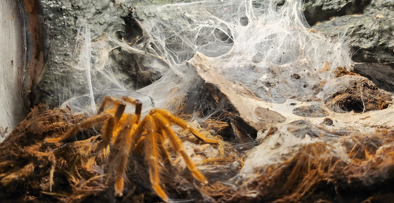 Orange baboon tarantula