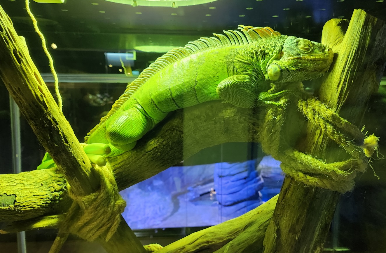 Green iguana