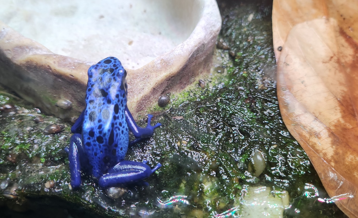 Blue frog