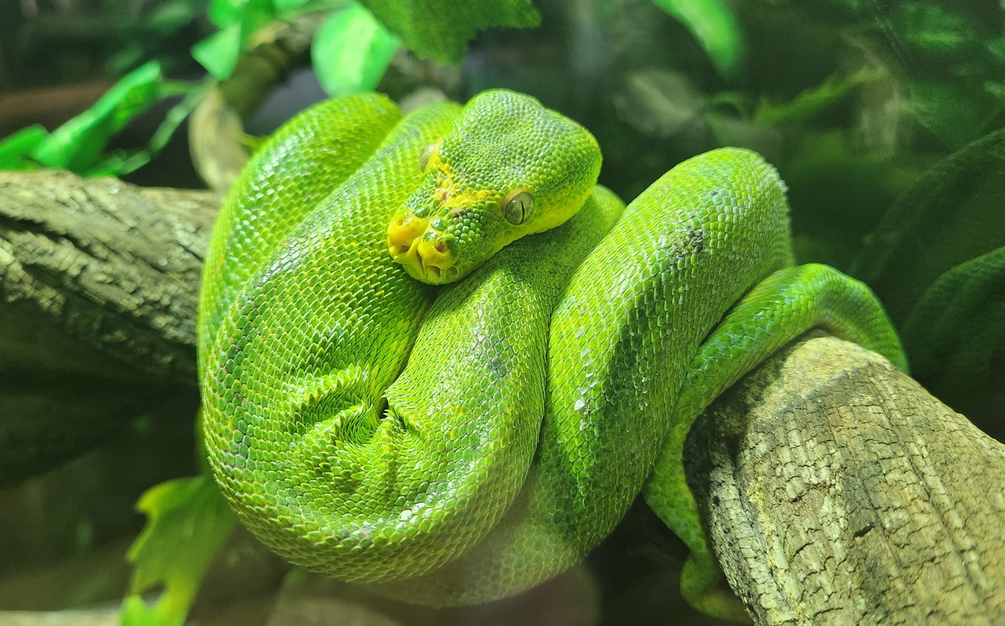 Green tree python