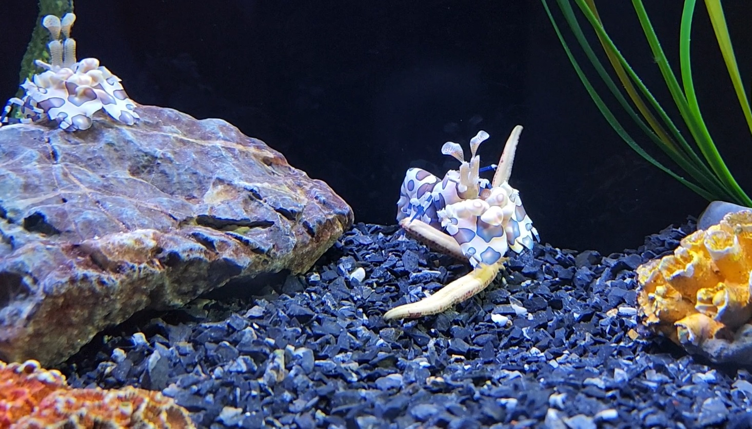 Harlequin shrimp