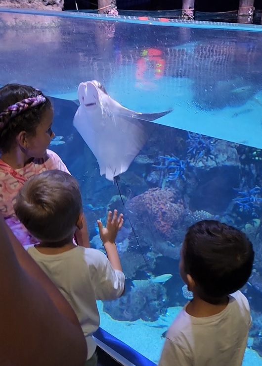 Very friendly stingray