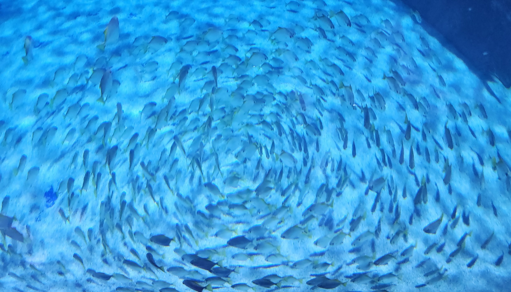 Fish tornado