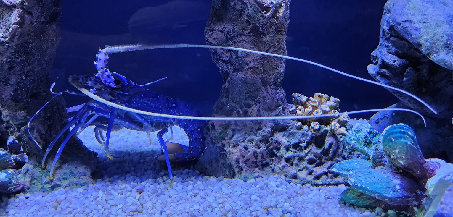 Long legged spiny lobster