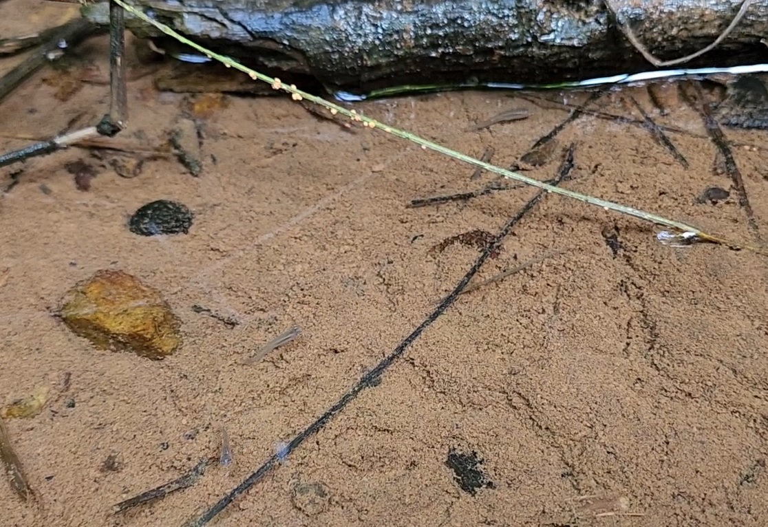 Guppies in stream