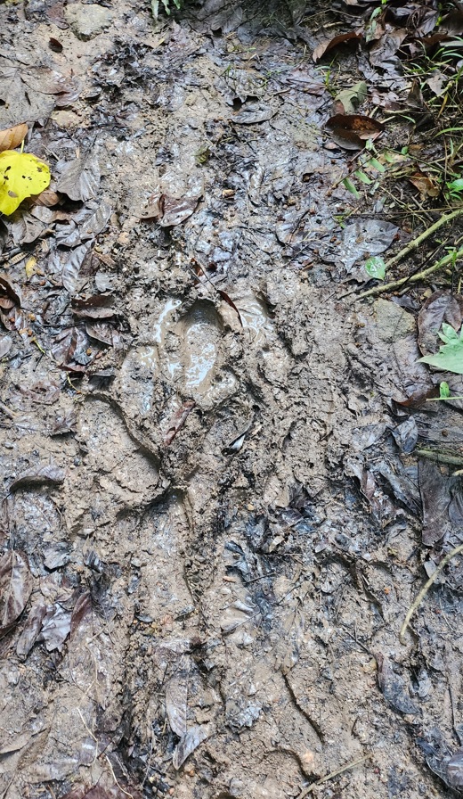 Mud in Clementi forest