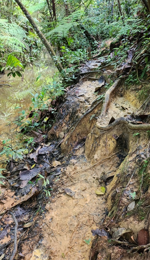 Muddy terrain in Clementi forest