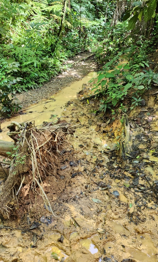 Muddy terrain in Clementi forest