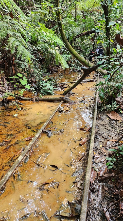 Muddy track in Clementi forest