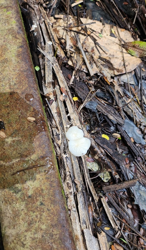 Mushroom next to train track
