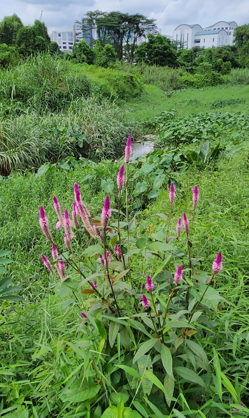 Plants at Clementi forest