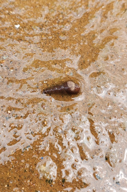 Rodong snail