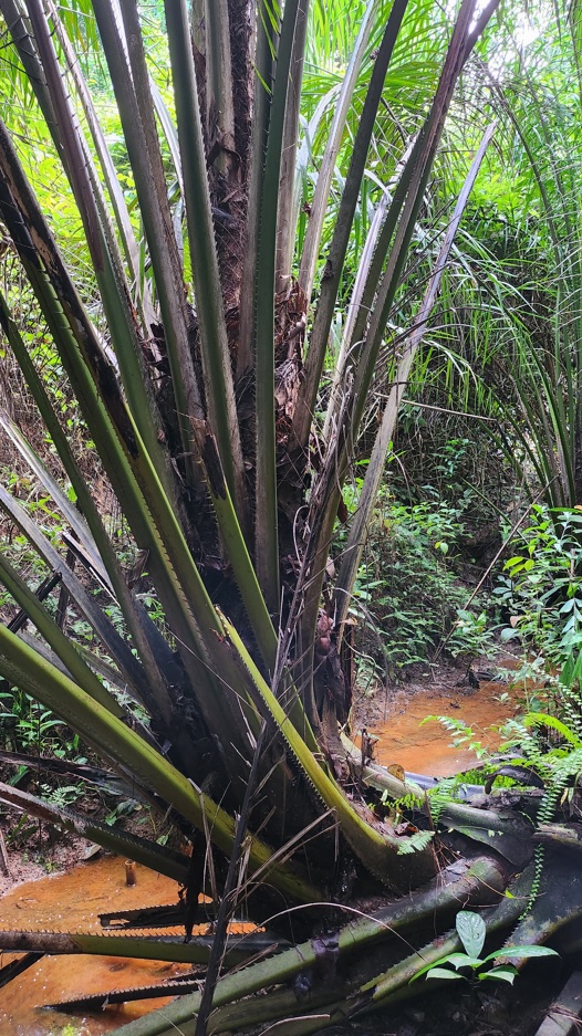 Plants with sharp thorns