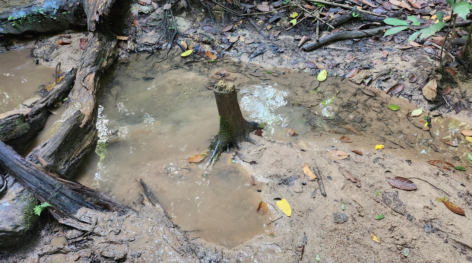 Stream in Clementi forest