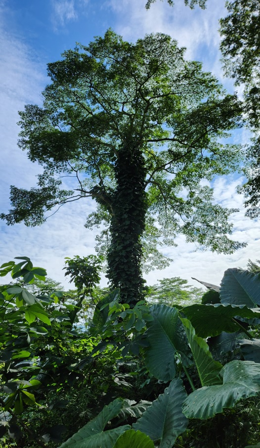 Famous tree in Clementi forest