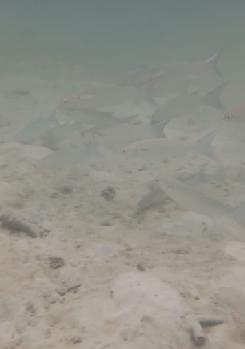 Hard Rock hotel Maldives snorkeling fish