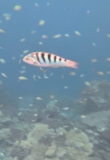 Hard Rock hotel Maldives snorkeling fish coral garden