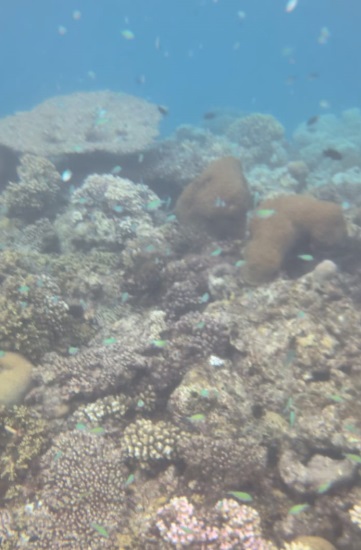 Hard Rock hotel Maldives snorkeling fish coral garden