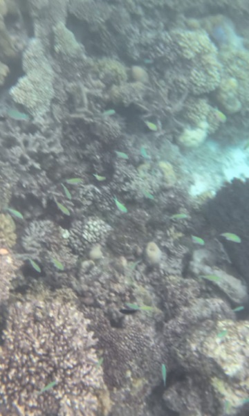 Hard Rock hotel Maldives snorkeling fish coral garden