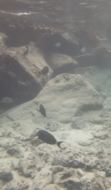 Hard Rock hotel Maldives snorkeling fish