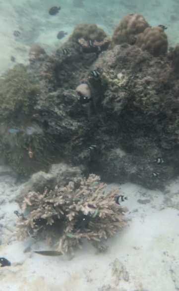 Hard Rock hotel Maldives snorkeling fish